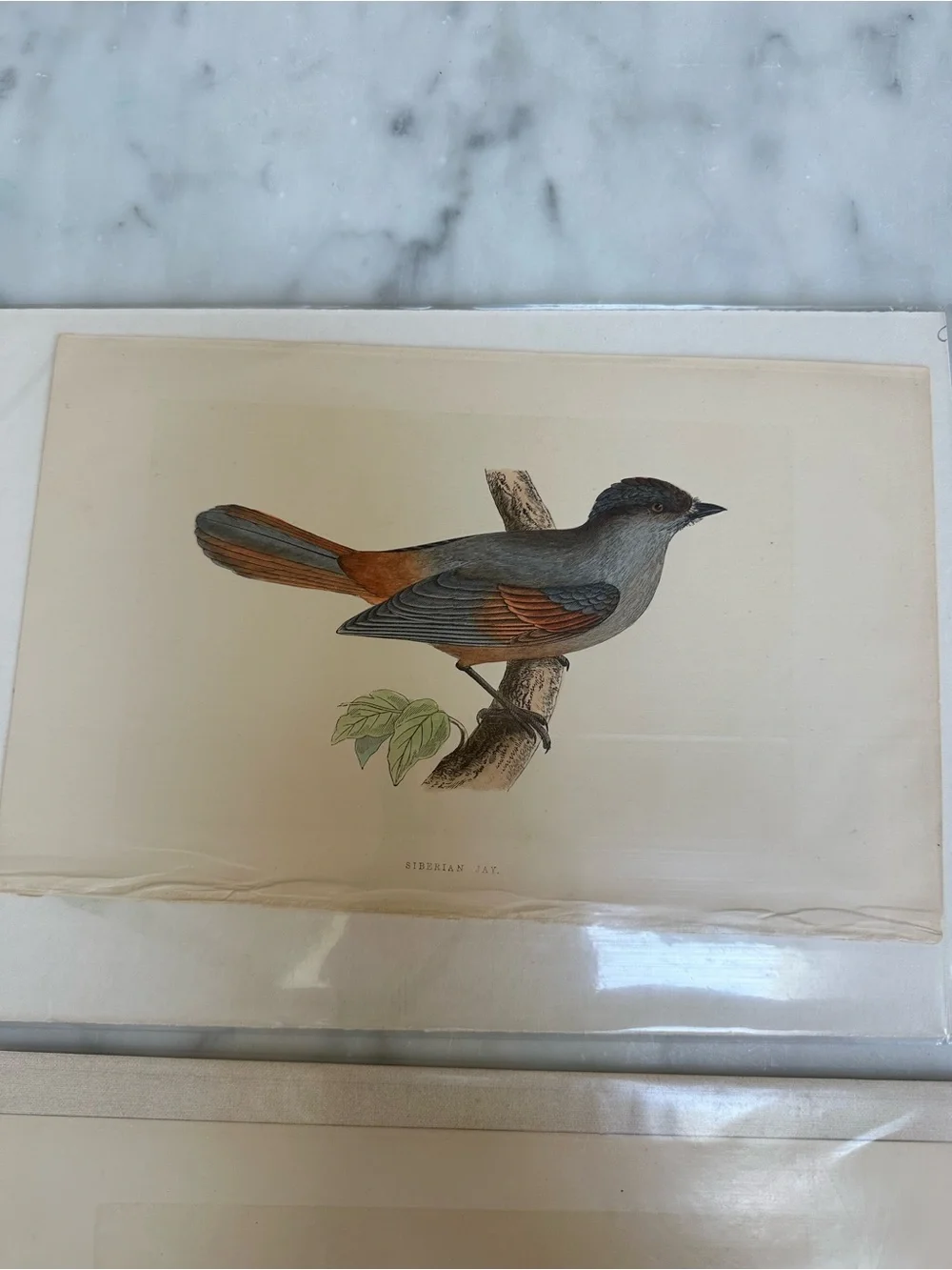 1800s Jardines Natural History Birds Chromolithograph Prints